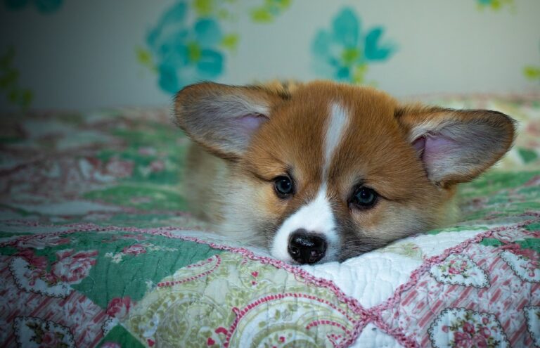 99exch Review: Comprehensive Look at India's Premier Exchange, Book Club, and Betting Platform